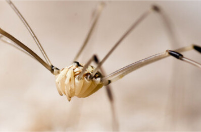 Spiders in the basement