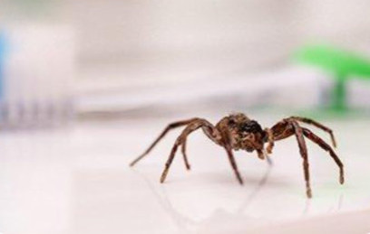 Spider Removal