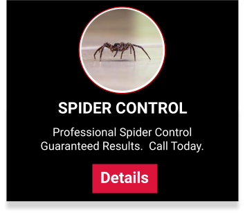 Spider Control Service Plans from Newtown Pest Control
