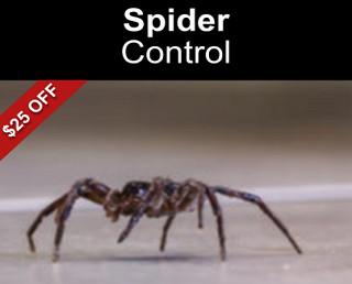 Spider Control $25 Off