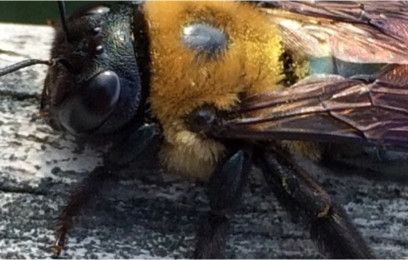 Getting Rid of Carpenter Bees