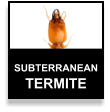 Subterranean Termite