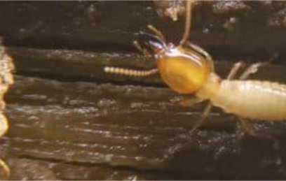 Subterranean termites