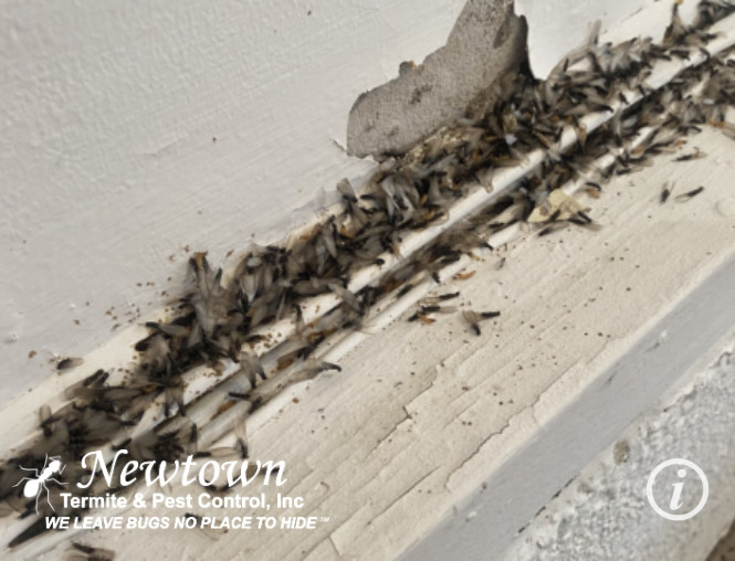 Termite Swarmers