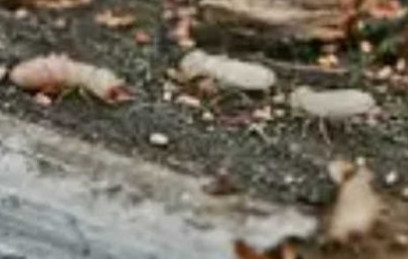 Termite Inspections