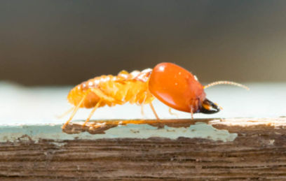Termite Extermination being conducted by Newtown Termite and Pest Control in Bucks County. Protect your Yardley property from costly termite damage.