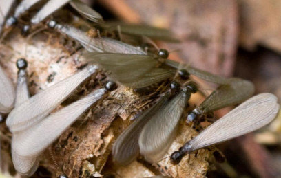 termites swarming in Yardley PA
