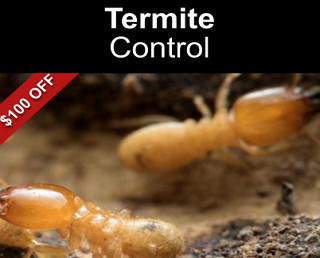 Termite Control $100 Off