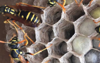 Exterminate Wasps Philadelphia, PA