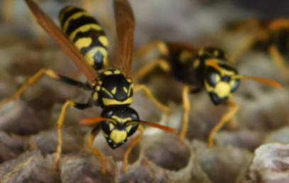 Wasp Nest
