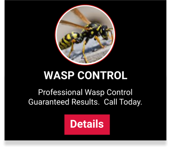 View our wasp control services