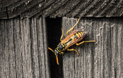 wasps under shingles