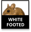 White-footed Mouse