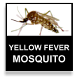 yellow fever