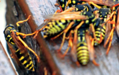 Yellow jacket Waasps