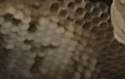 YellowJacket Wasp