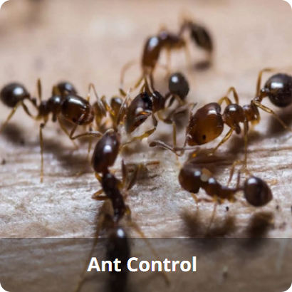 Ant Control